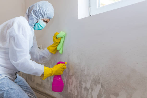 Trusted La Crosse, WI Mold Removal Experts